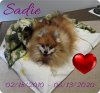 Sadie in Memory.jpg