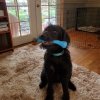 Blue bone.jpg