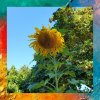 September Sunflower.jpg