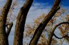 rTheTree_0011.jpg