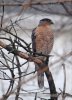 YardHawk_0024 2-1-20.jpg