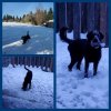 2023 Maggie in Snow.jpg