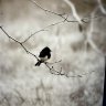 Nightsparrow09