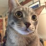 LizCatMom